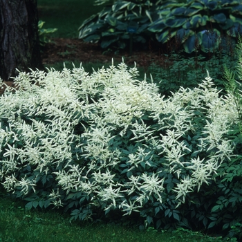 Astilbe x arendsii 'White Gloria' (043667)