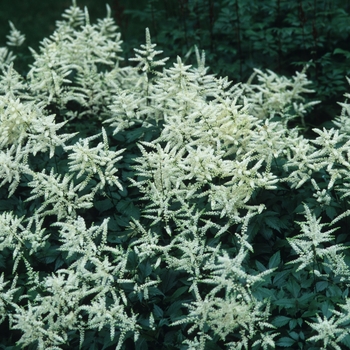 Astilbe x arendsii 'White Gloria' (043668)