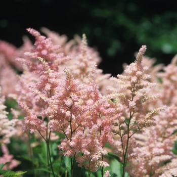 Astilbe japonica 'Peach Blossom' (043669)