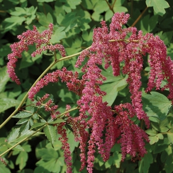 Astilbe x thunbergii 'Ostrich Plume(Straussenfeder)' (043675)