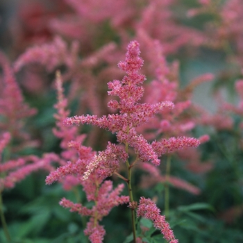 Astilbe x arendsii 'Bressingham Beauty' (043676)