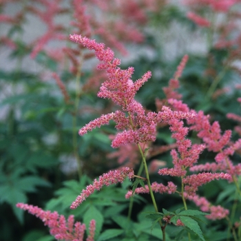 Astilbe x arendsii 'Bressingham Beauty' (043677)