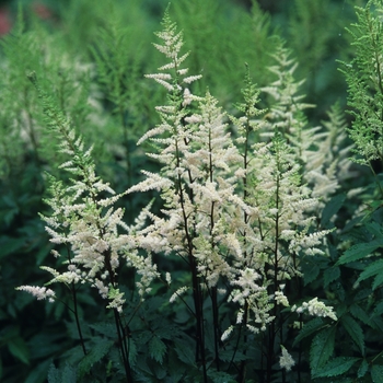 Astilbe x arendsii 'Bridal Veil®' (043679)