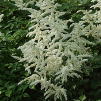 Astilbe rhizomatous 'Deutschland' (043682)