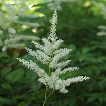 Astilbe rhizomatous 'Deutschland' (043683)