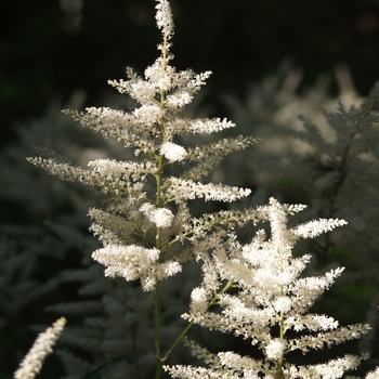 Astilbe rhizomatous 'Deutschland' (043684)