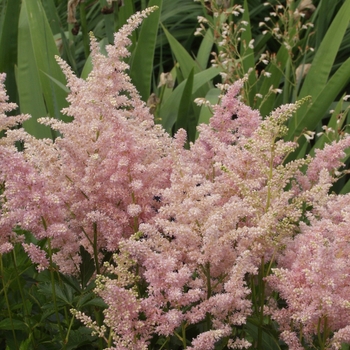 Astilbe x arendsii 'Federsee' (043692)