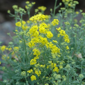 Aurinia saxatilis '' (043728)