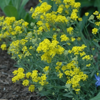 Aurinia saxatilis 'Compacta' (043731)