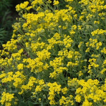 Aurinia saxatilis 'Compacta' (043732)