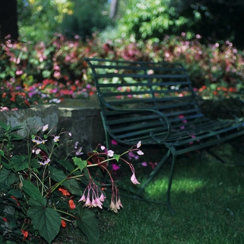 Begonia grandis '' (043733)