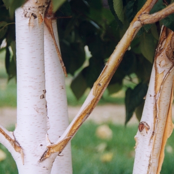 Betula utilis var. jacquemontii '' (043738)