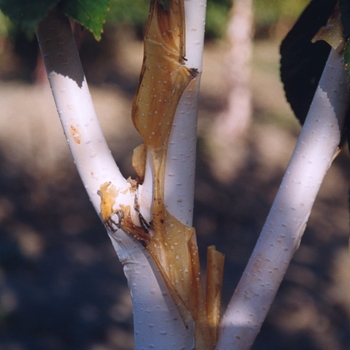 Betula utilis var. jacquemontii '' (043739)