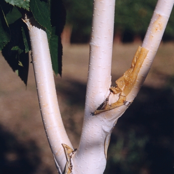 Betula utilis var. jacquemontii '' (043740)