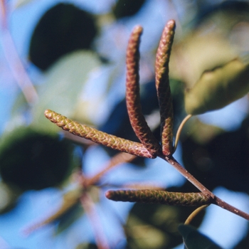 Betula utilis var. jacquemontii '' (043741)