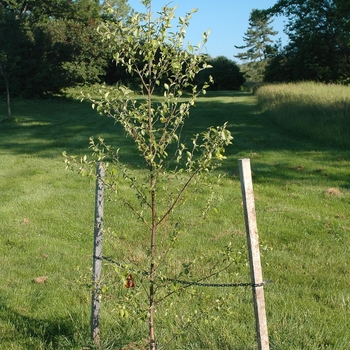 Betula nigra 'Dura Heat®' (043743)