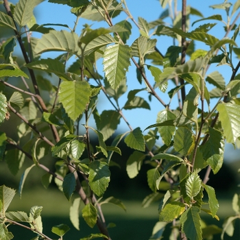 Betula nigra 'Dura Heat®' (043746)