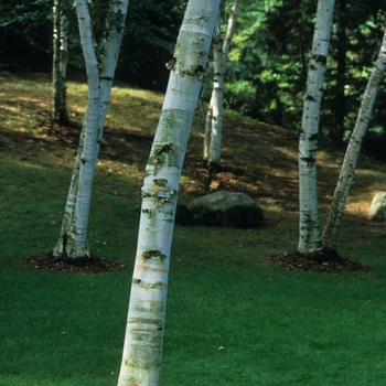 Betula papyrifera '' (043758)