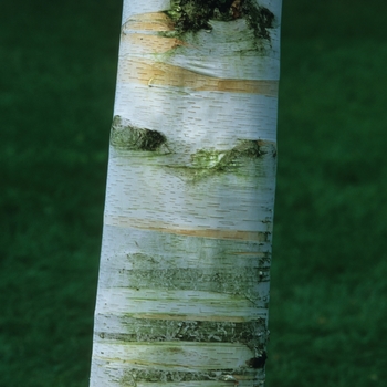 Betula papyrifera '' (043759)