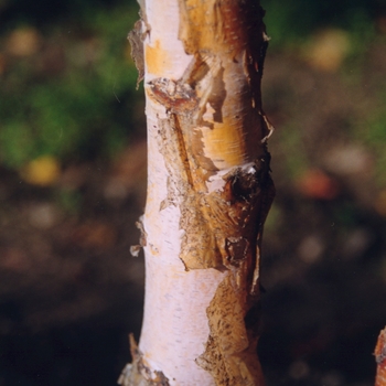 Betula papyrifera '' (043760)