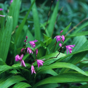 Bletilla striata '' (043761)