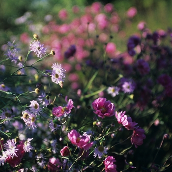 Boltonia asteroides 'Pink Beauty' (043763)