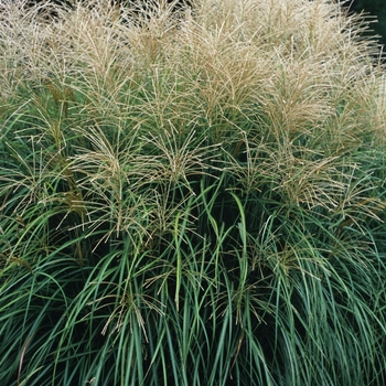 Calamagrostis acutiflora 'Overdam' (044292)