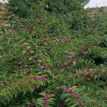 Callicarpa dichotoma '' (044296)