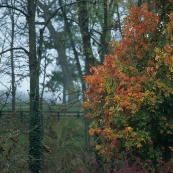 Callicarpa dichotoma '' (044297)