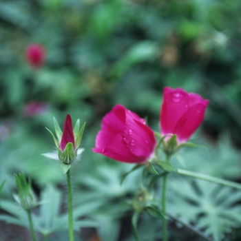 Callirhoe involucrata '' (044299)