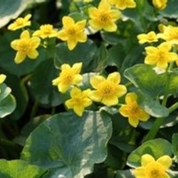 Caltha palustris '' (044301)