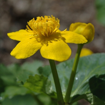 Caltha palustris '' (044303)