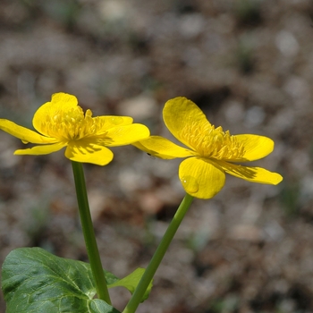 Caltha palustris '' (044304)