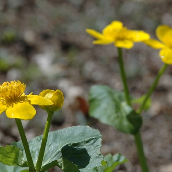 Caltha palustris '' (044305)