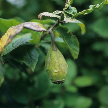 Calycanthus floridus '' (044306)