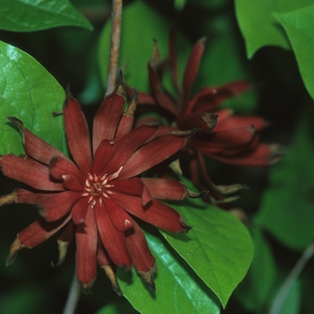 Calycanthus floridus '' (044307)