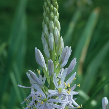 Camassia cusickii '' (044313)