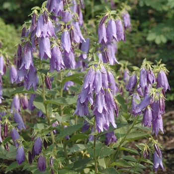 Campanula 'Sarastro' (044315)