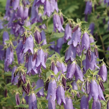 Campanula 'Sarastro' (044316)