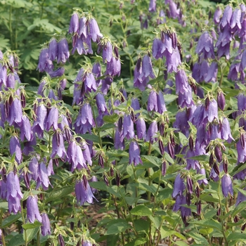 Campanula 'Sarastro' (044317)