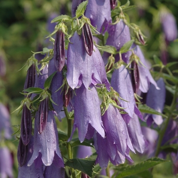 Campanula 'Sarastro' (044318)