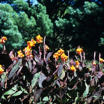 Canna x generalis 'Wyoming' (044326)