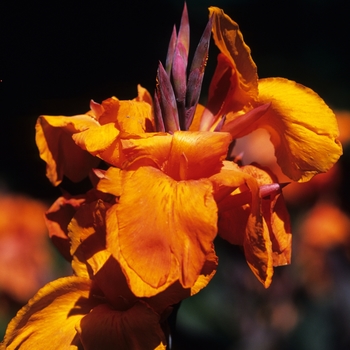 Canna x generalis 'Wyoming' (044327)