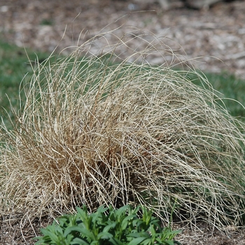 Carex flagellifera Graceful Grasses® 'Toffee Twist' (044330)