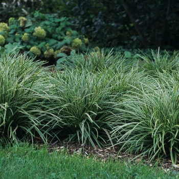 Carex morrowii 'Ice Dance' (044333)