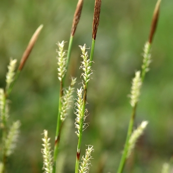 Carex morrowii 'Ice Dance' (044334)