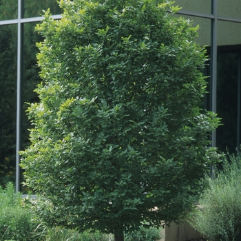 Carpinus betulus '' (044341)