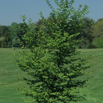 Carpinus betulus '' (044343)