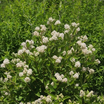 Ceanothus americanus '' (044347)