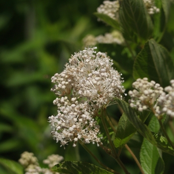 Ceanothus americanus '' (044348)